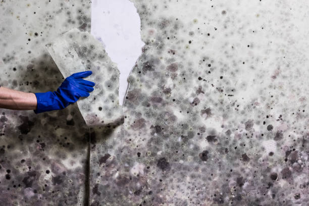 Best Toxic Mold Removal  in Truman, MN