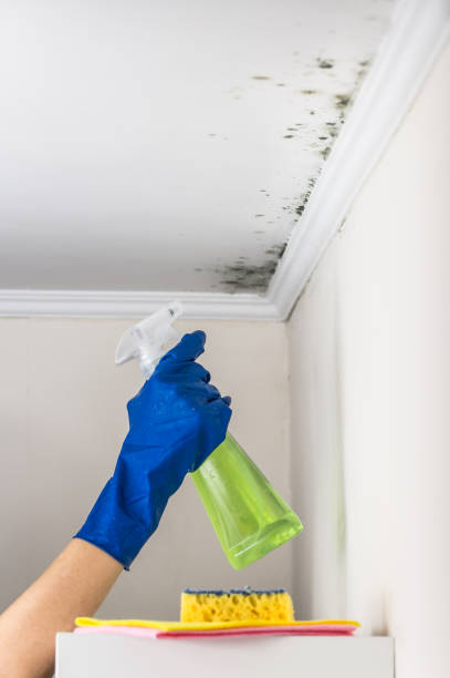 Best Commercial Mold Removal  in Truman, MN